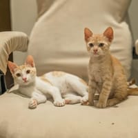 ZURI et MAHI, chat à adopter