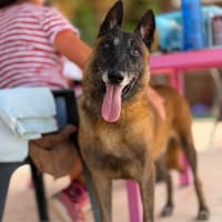 LOKI (Maria), chien à adopter