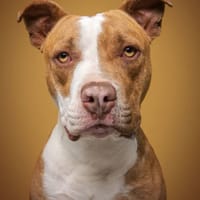 TYR (Hogar de paz), chien à adopter