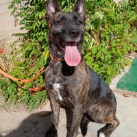 XENA (Animalea), chienne à adopter