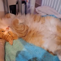 Chopin, chat à adopter