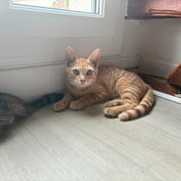 calypso, chat à adopter