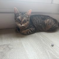 amaya, chatte à adopter