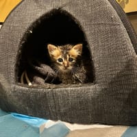 ymir, chatte à adopter