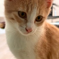 bowie, chatte à adopter