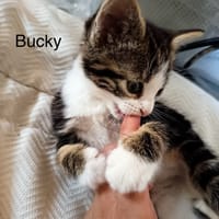 bucky, chatte à adopter