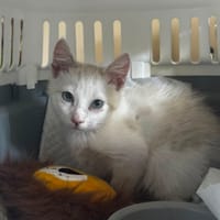 Risotto, chat à adopter