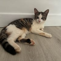 rosalia, chatte à adopter