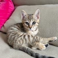 Gadoue, chatte à adopter