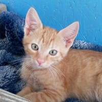 BISOU, chat à adopter