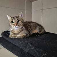 Benco, chat à adopter