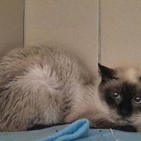 Blue, chat à adopter