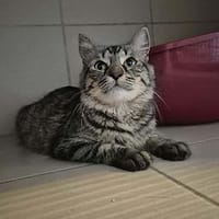 Cacahuète 🥜, chatte à adopter