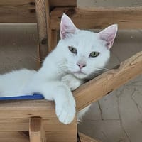 Captain Cook, chat à adopter