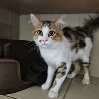 Cayenne, chat à adopter