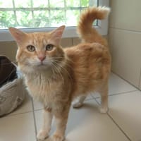 Drift, chat à adopter