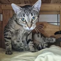 Lisa, chatte à adopter