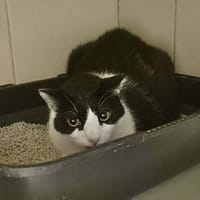 Max, chat à adopter