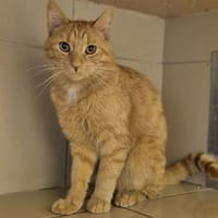 Milo, chat à adopter
