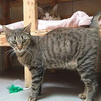 Mona, chatte à adopter