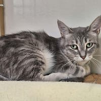 Raven, chatte à adopter