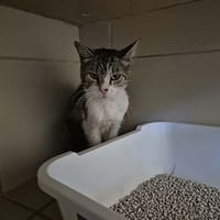 Rolls, chat à adopter