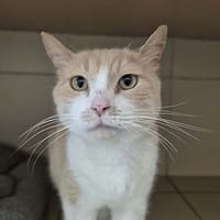 Storm, chat à adopter