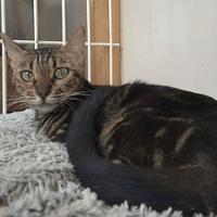 Uby, chatte à adopter