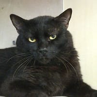 Valko, chat à adopter