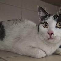 Velvet, chat à adopter