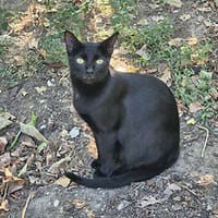 Vlackie, chatte à adopter