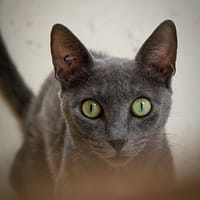 Wave, chat à adopter