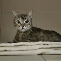 Zarya, chatte à adopter