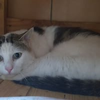 Zolt, chat à adopter