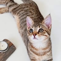Nairobi - petite battante, chatte à adopter