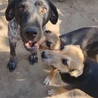 Abanos, chien à adopter