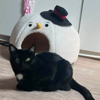 Thriller, chatte à adopter
