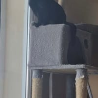 Tala, chatte à adopter