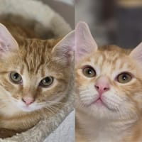 BOUNTY & BENI, chat à adopter