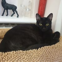Marie-Oceane, chatte à adopter