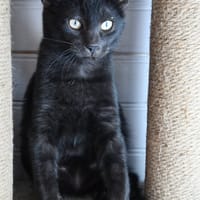 ROMAIN, chat à adopter