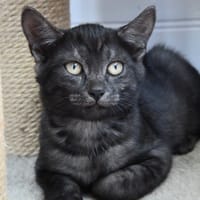 ROMEO, chat à adopter