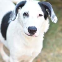 BACCHUS, chien à adopter
