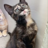 CASSIOPEE, chatte à adopter