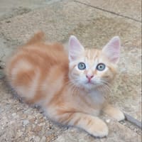 NEPTUNE, chat à adopter