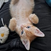 JUPITER, chat à adopter