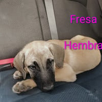 Fresa, perra en adopción