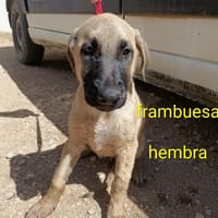 Frambuesa, perra en adopción