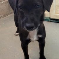 lieber Cotton, ca. 35 cm hoch, Hund zur Adoption