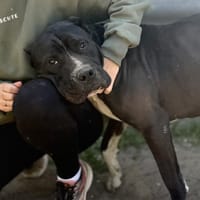 Buster-Sanfter Riese mit großem Herz, Hund zur Adoption